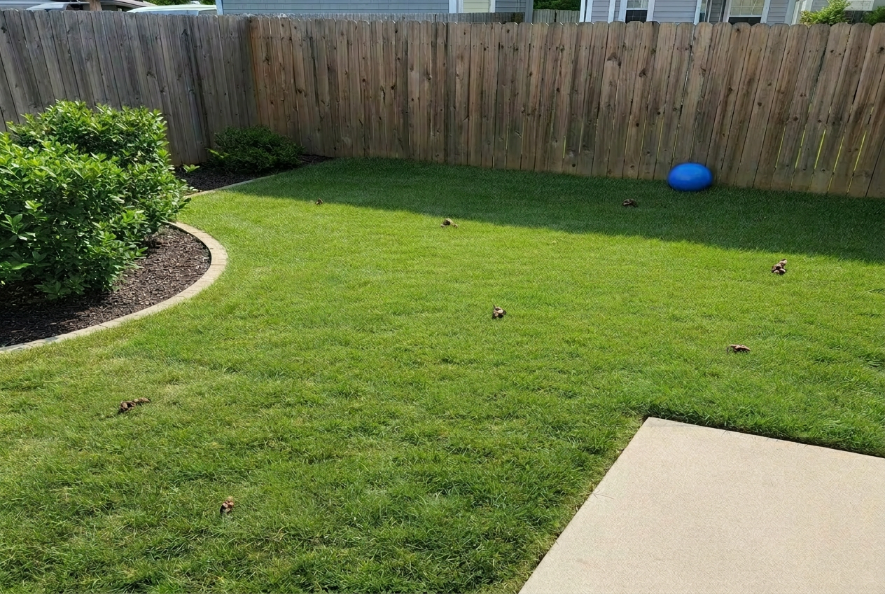Yard before cleanup